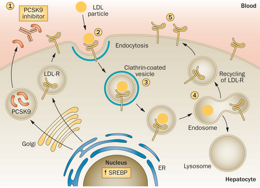 PCSK9 inhibitors